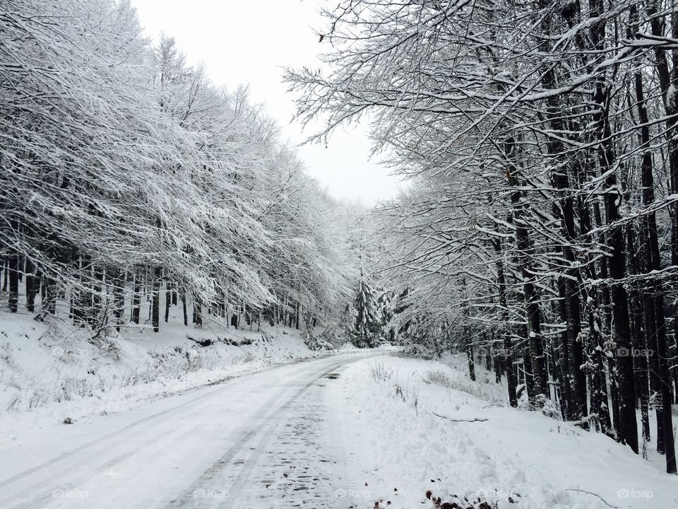 Magical forest in winter