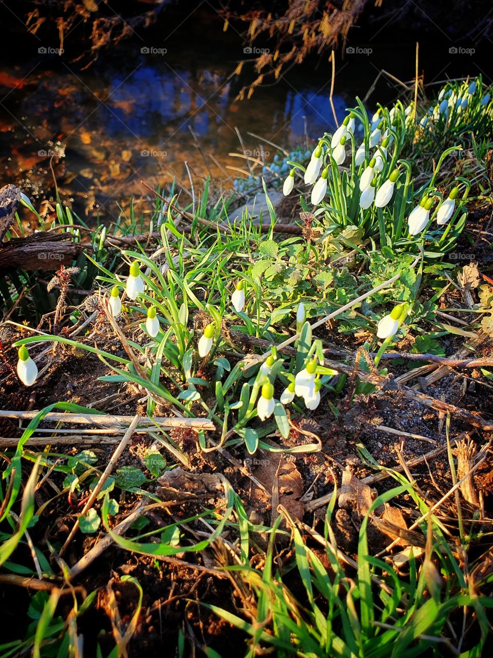 snowdrops at shore