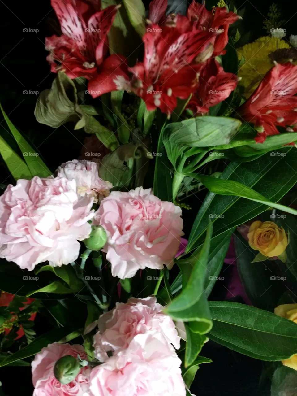 Carnations