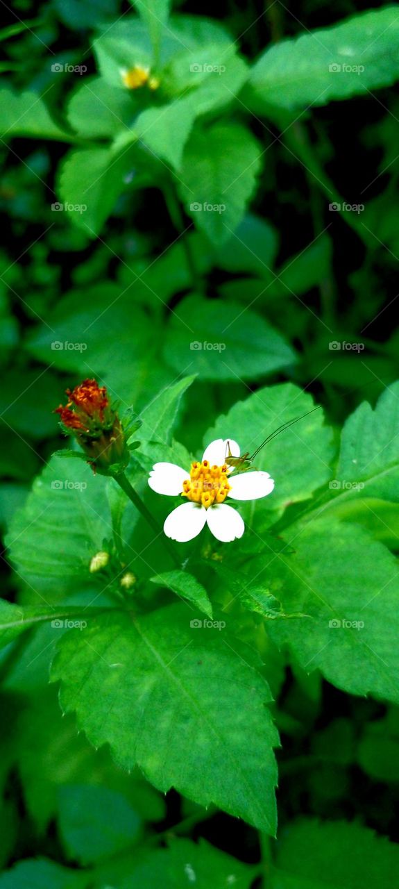 naturelove, beautiful, drak, background, white, flowers