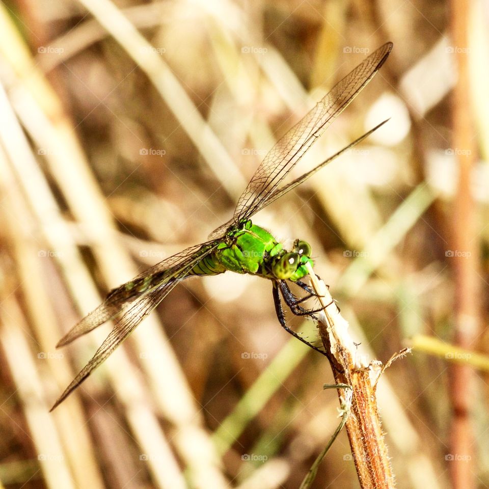 Green dragonfly