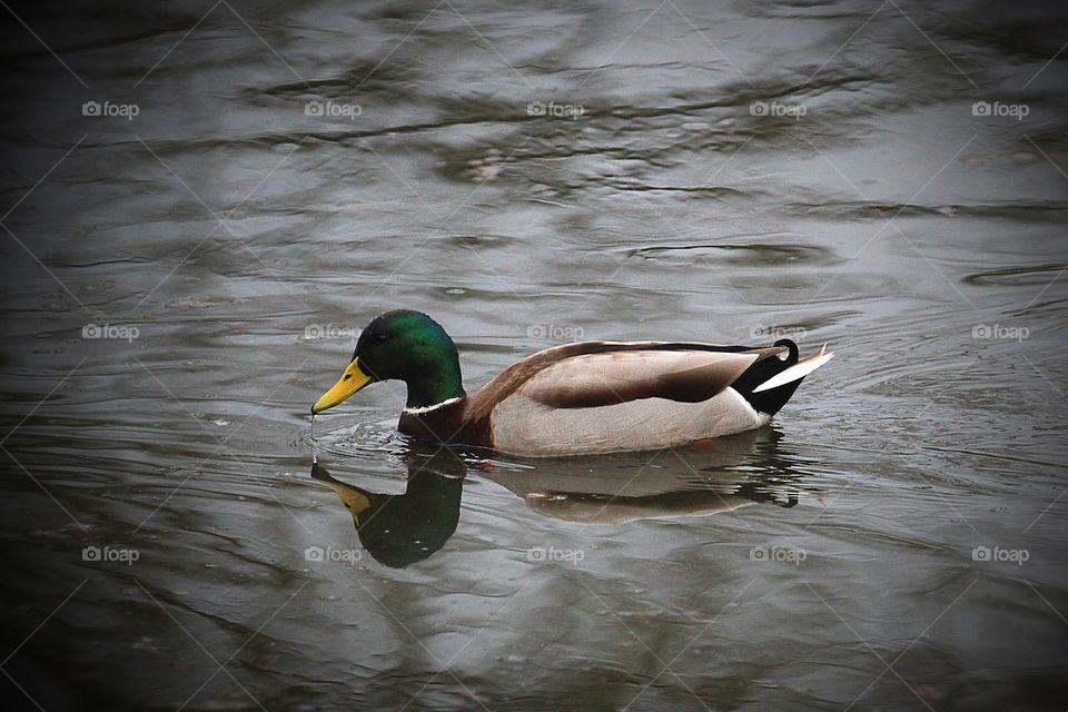 Mallard duck dabbling in a pond