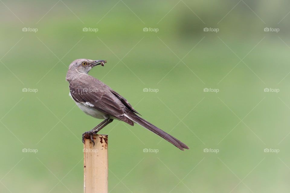 A Northern Mockingbird has caught a tasty snack while relaxing in a backyard garden in Mount Juliet, Tennessee 