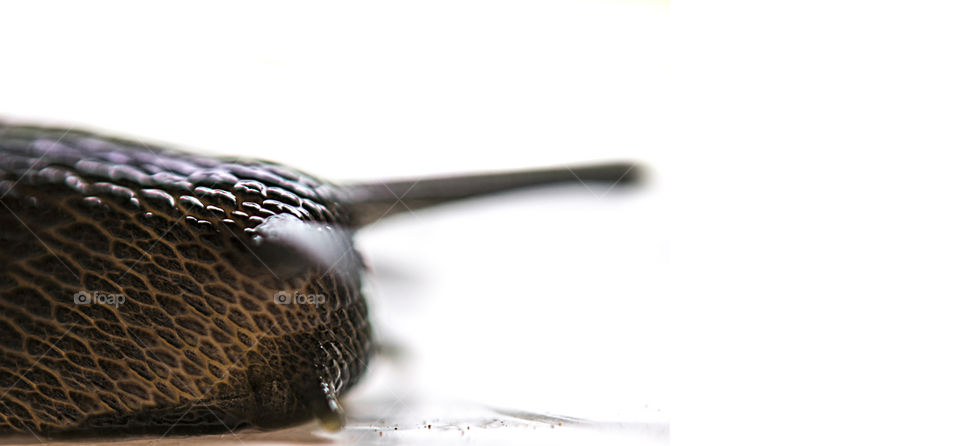 Close up macro shot of Snail isolated against white background