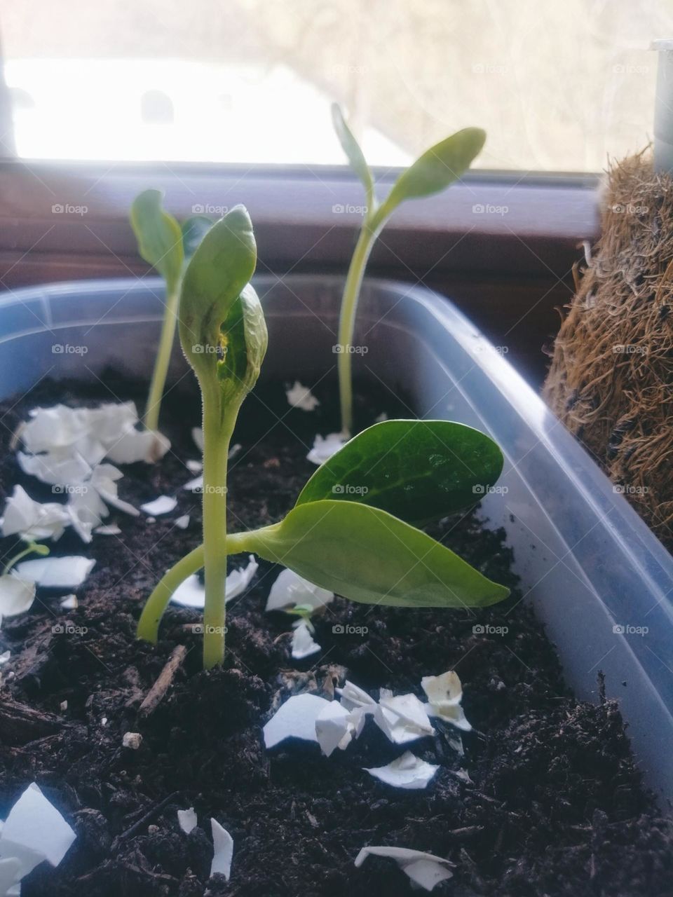 The first shoots of the harvest