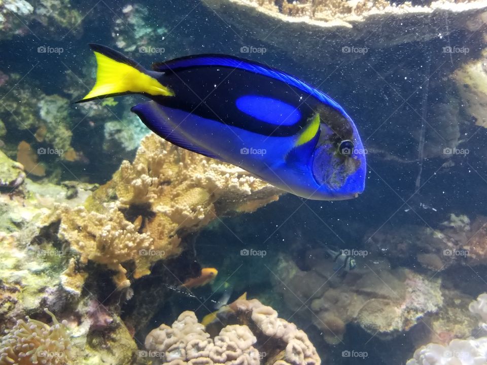 electric fish