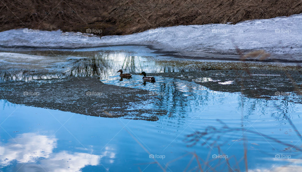 ducks on the pond in spring