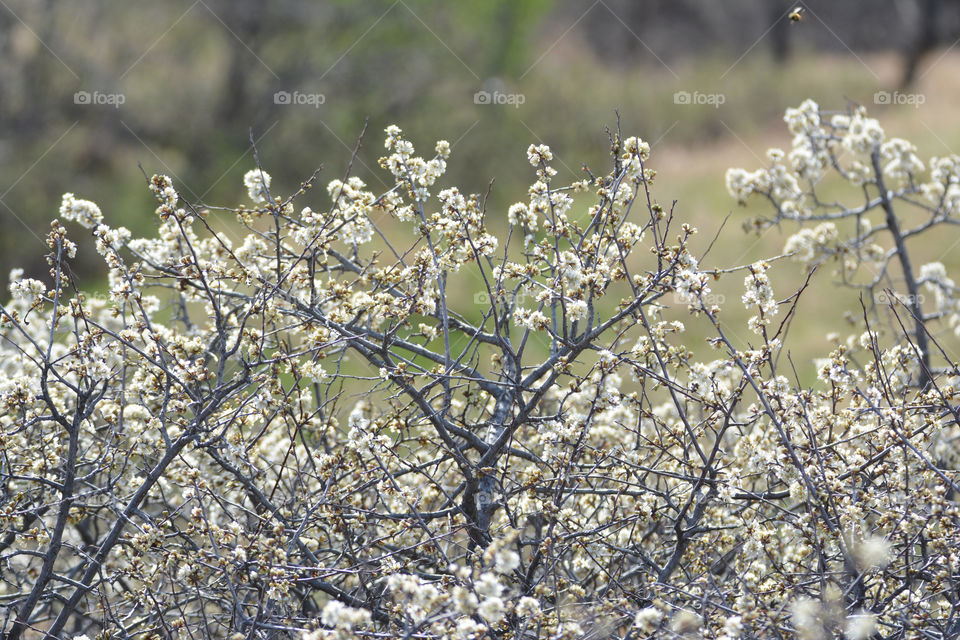 Flowering tree springtime 