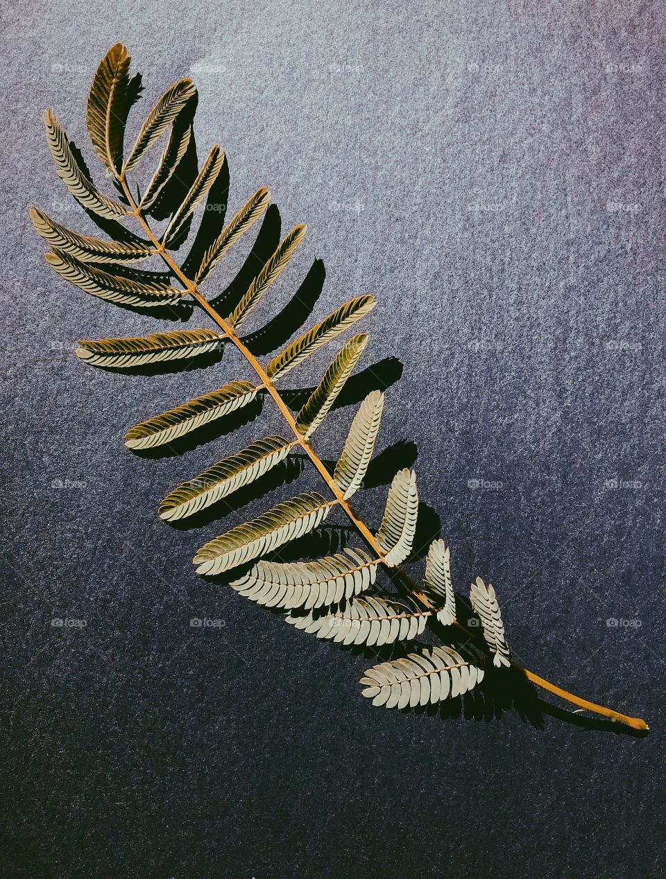 Mimosa Leaf