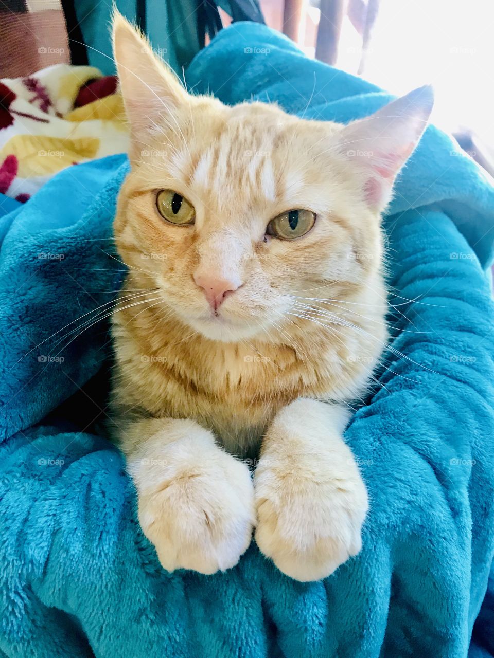 Darling orange tabby cat sitting all cuddled up in beautiful bright blue blanket!! 