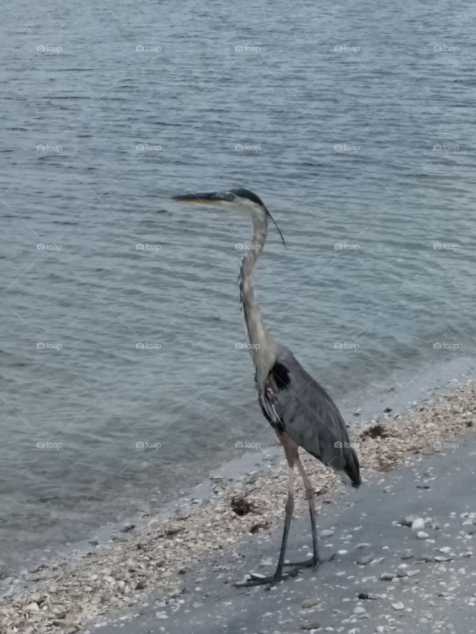 Heron on the Beach