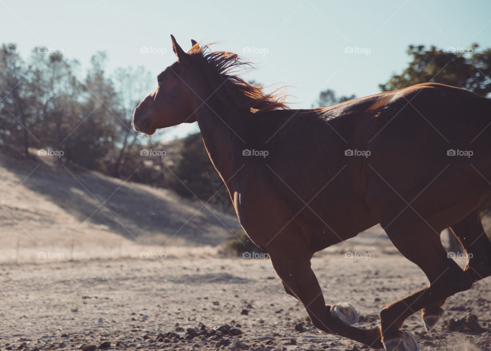 Running free