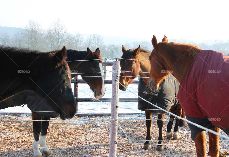 four horses standing together on a pasture in winter