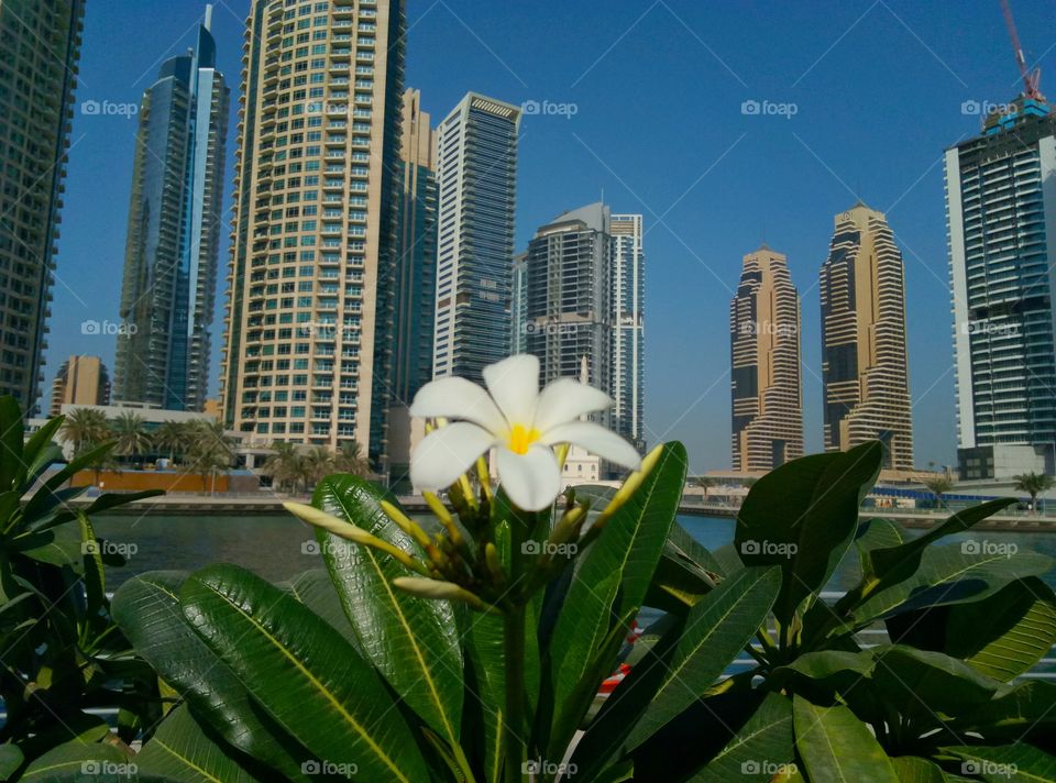 the white flower and skyscrapers in dubai Marina