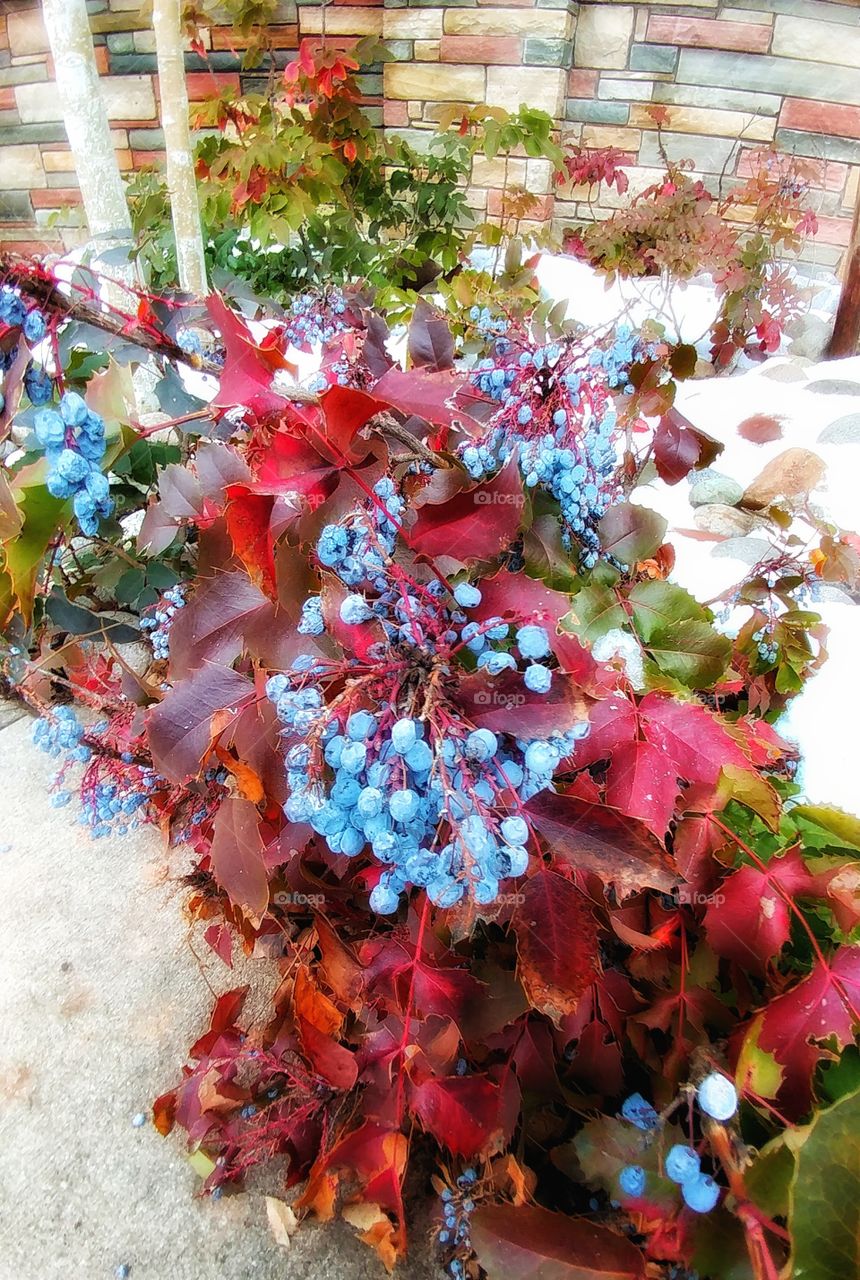 Capturing the beauty of winter's garden