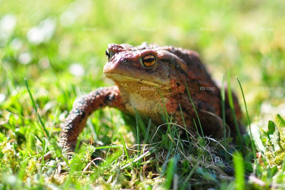 landscape nature macro closeup by sammefication