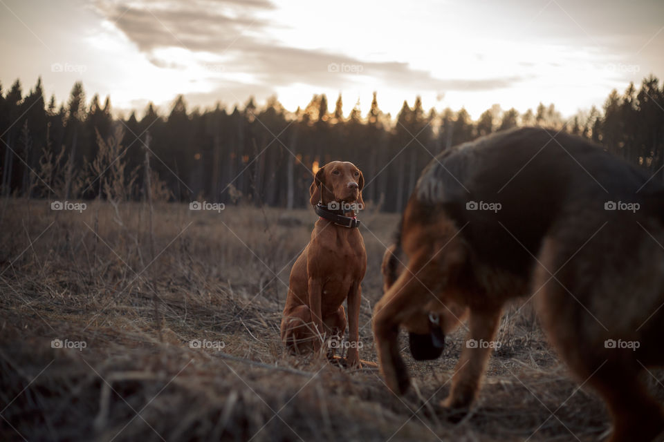 German shepherd young male dog and Hungarian vizsla playing outdoor at spring evening 