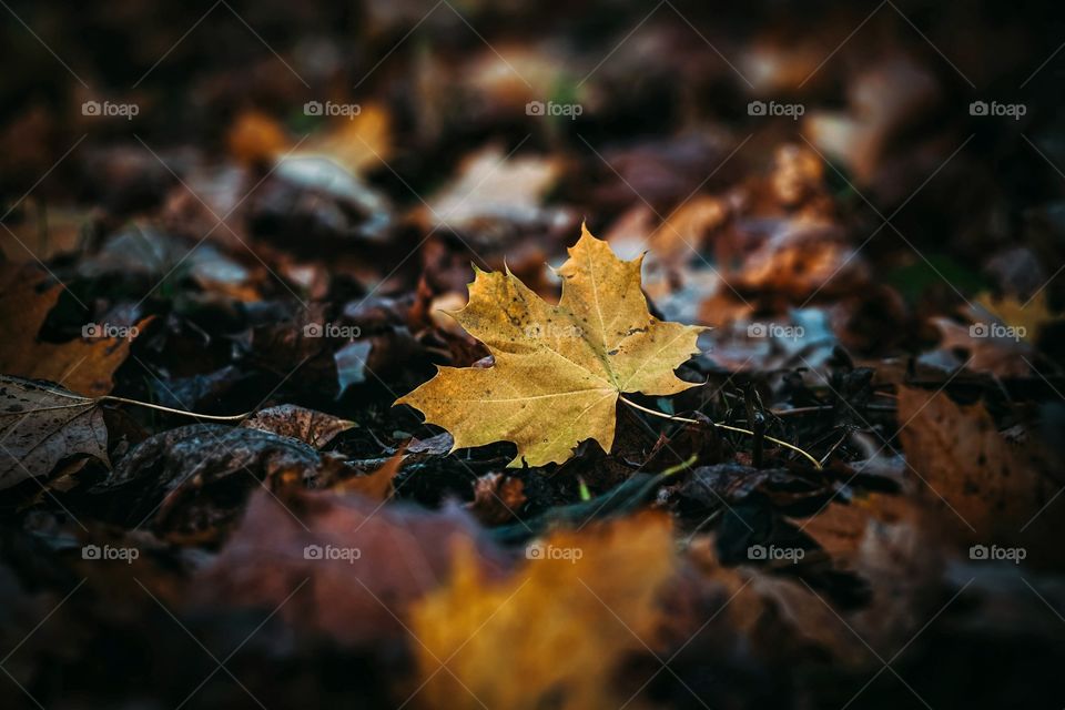Autumn