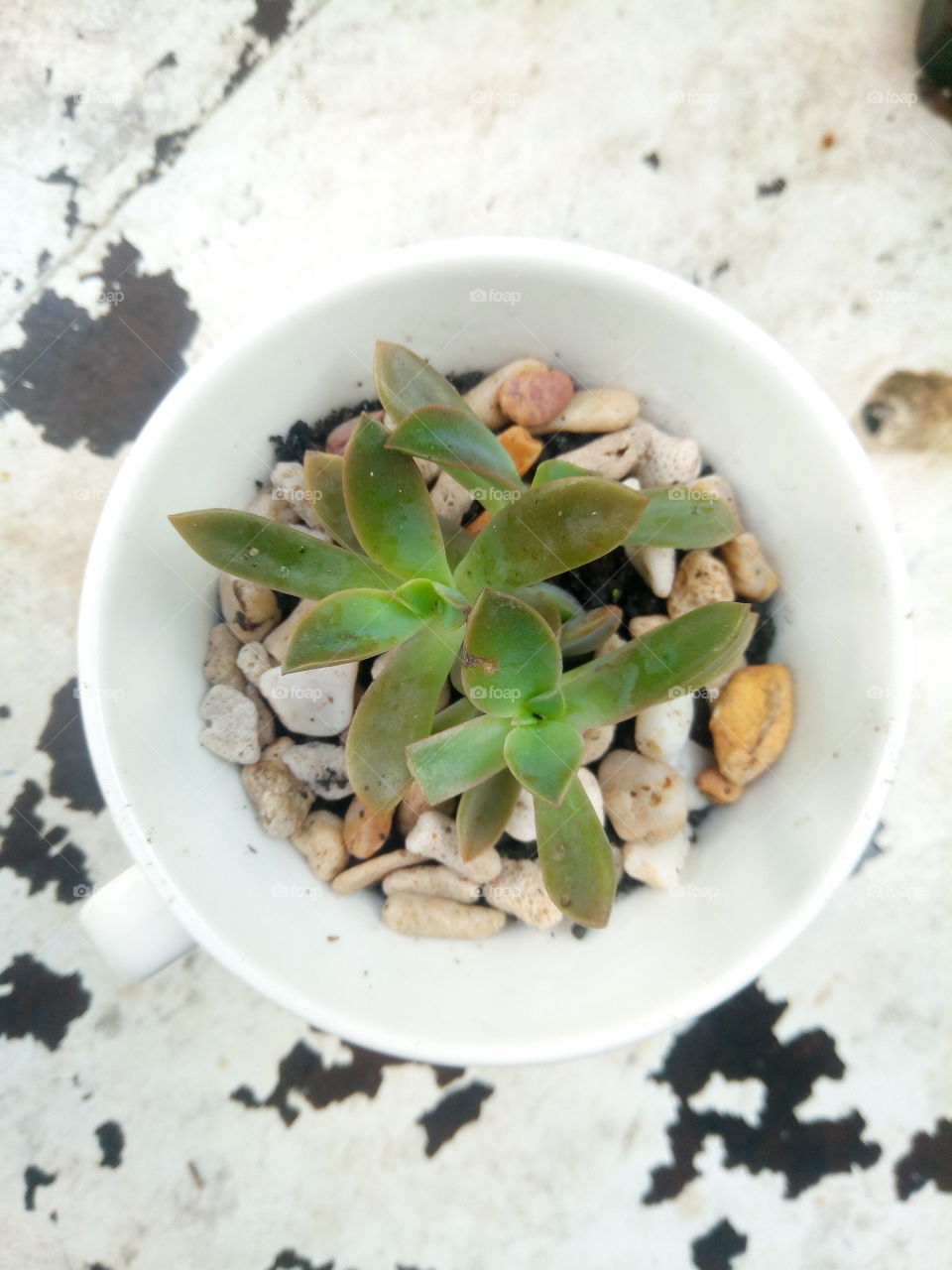 succulent in a cup