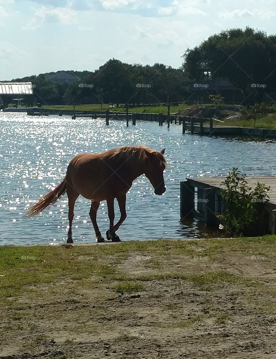 Wild Mustang of Corolla, NC