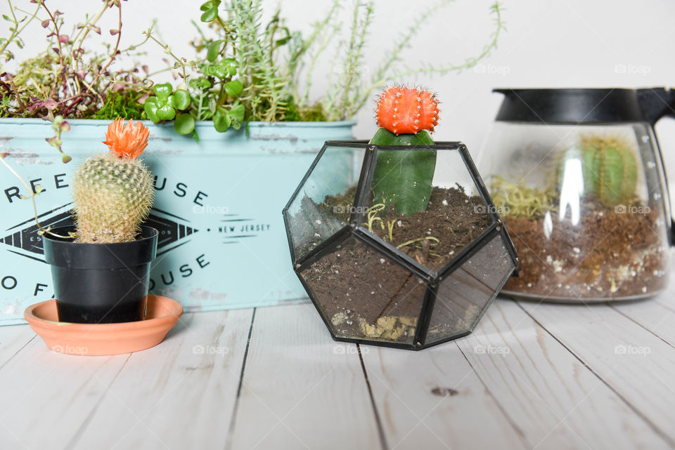 Colorful potted cacti in a bright, rustic, contemporary home