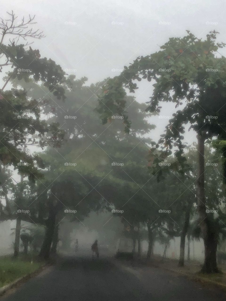 Blurred view from window with trees and a person ,on a rainy day