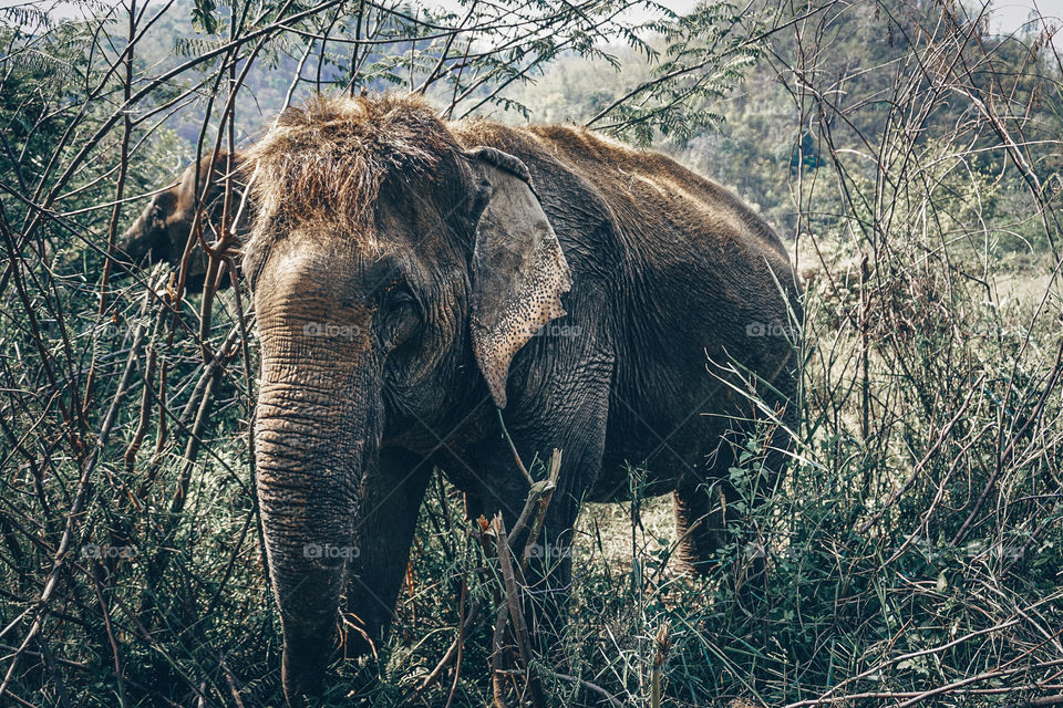 Thailand Elephant