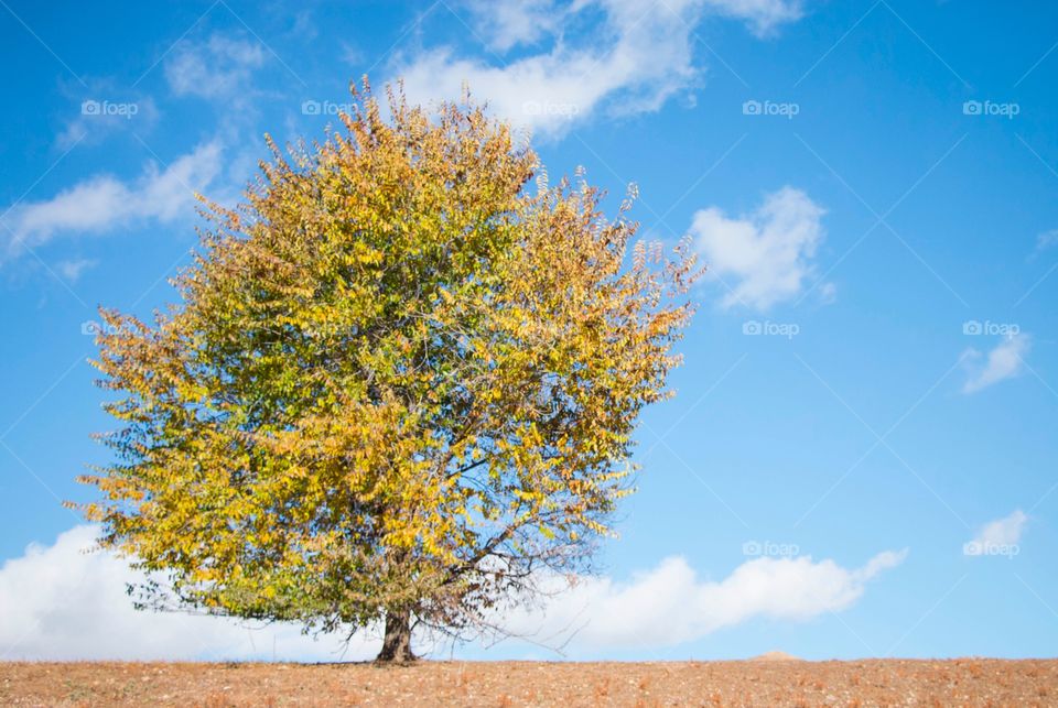 Fall tree