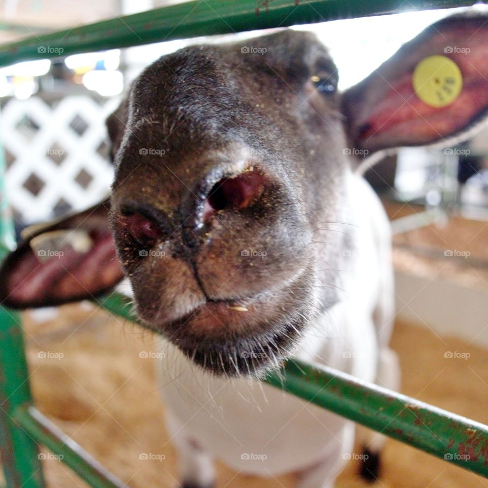 Extreme close-up of lamb