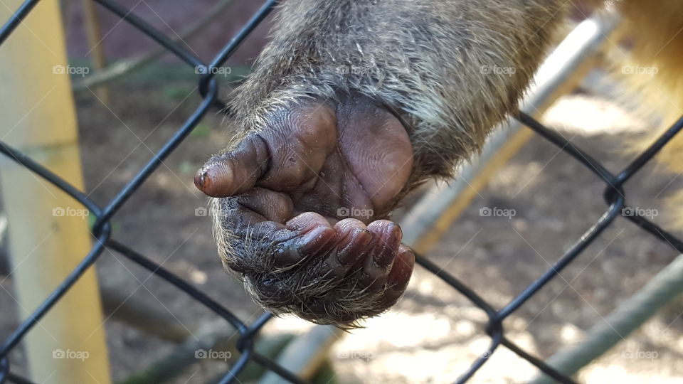 Monkey Hand