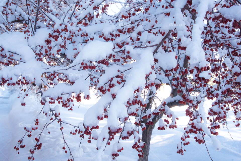 Cherry Tree Covered with Snow