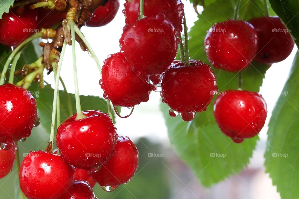 Red cherries in rain