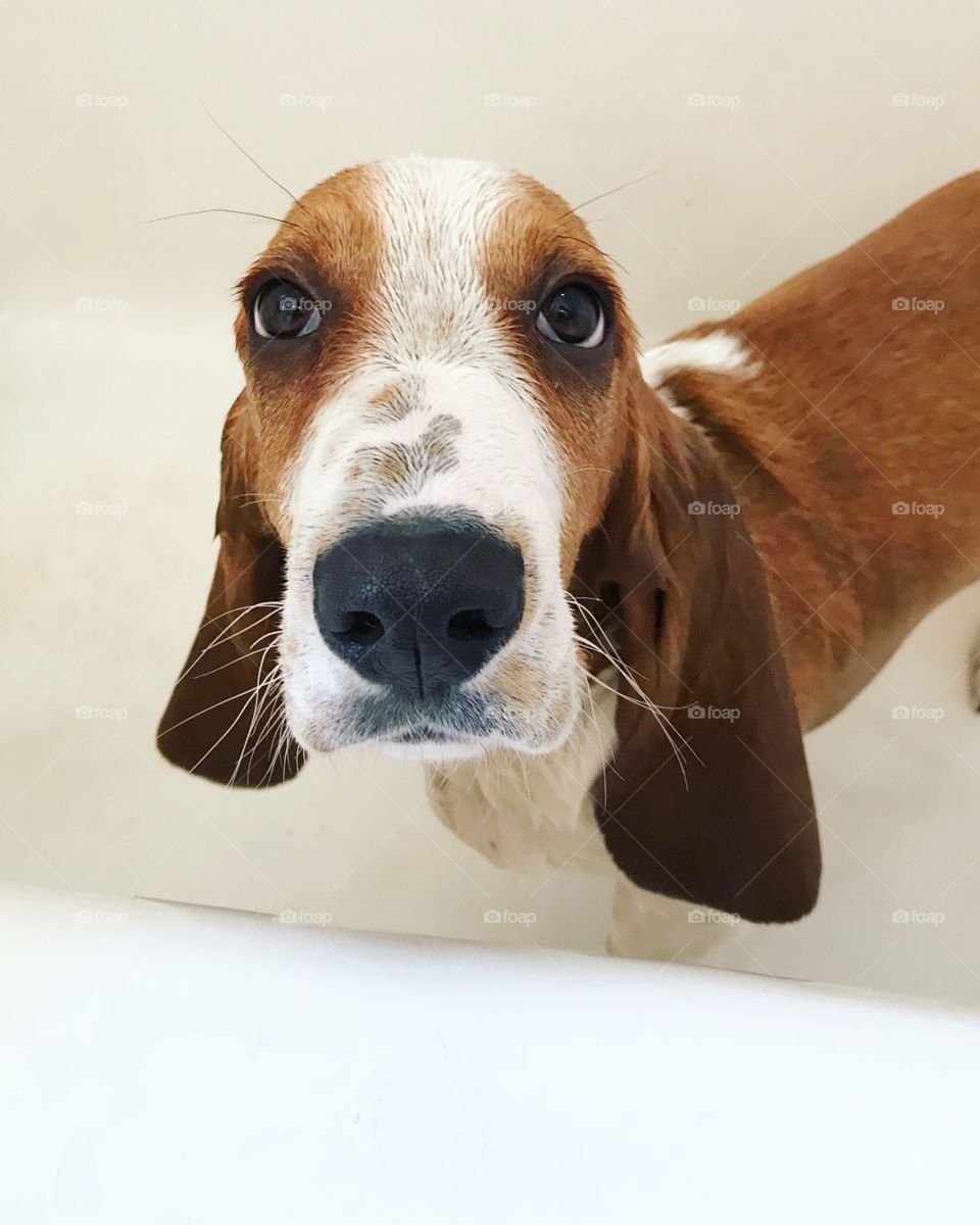 Puppy Bath 