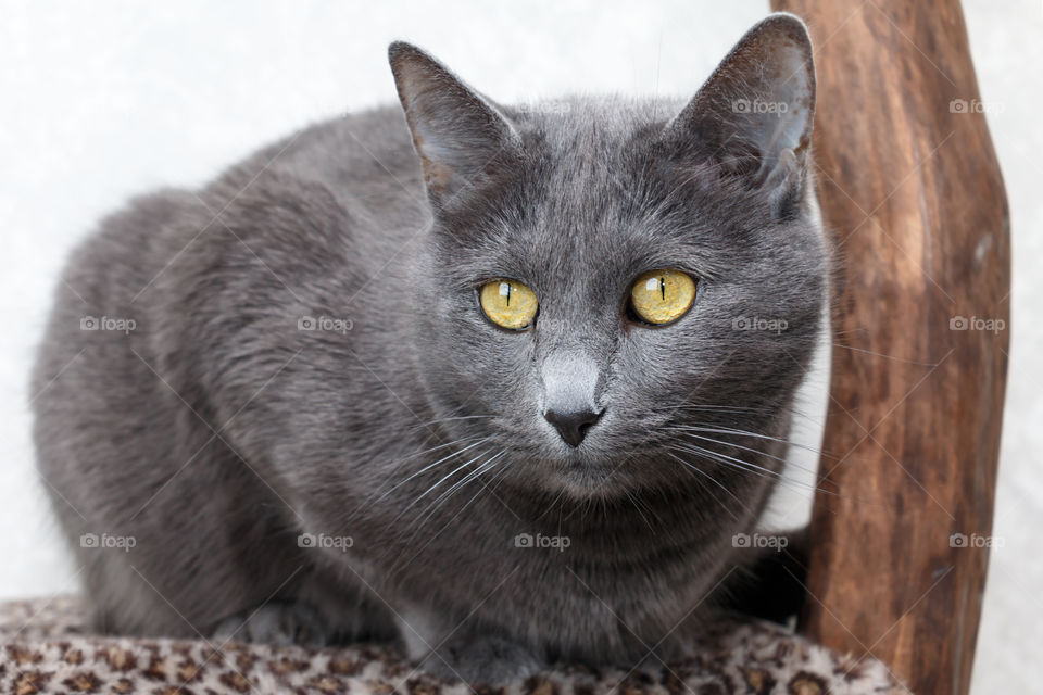 Russian blue cat