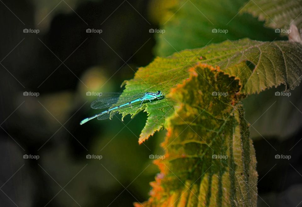 in the garden