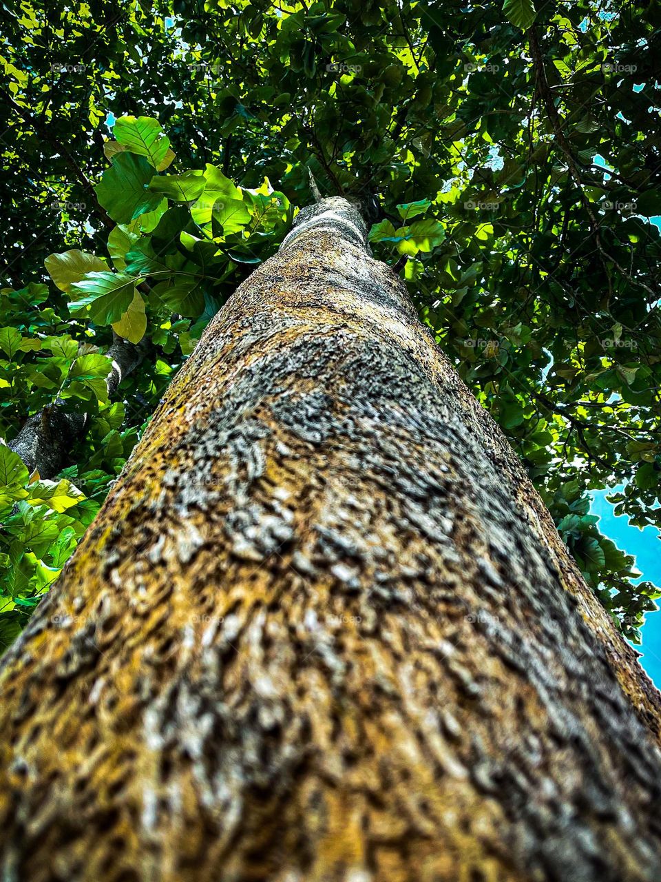 A tree bark close up view