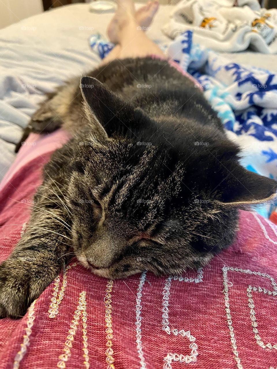A cat napping on her human who is laying on her he bed