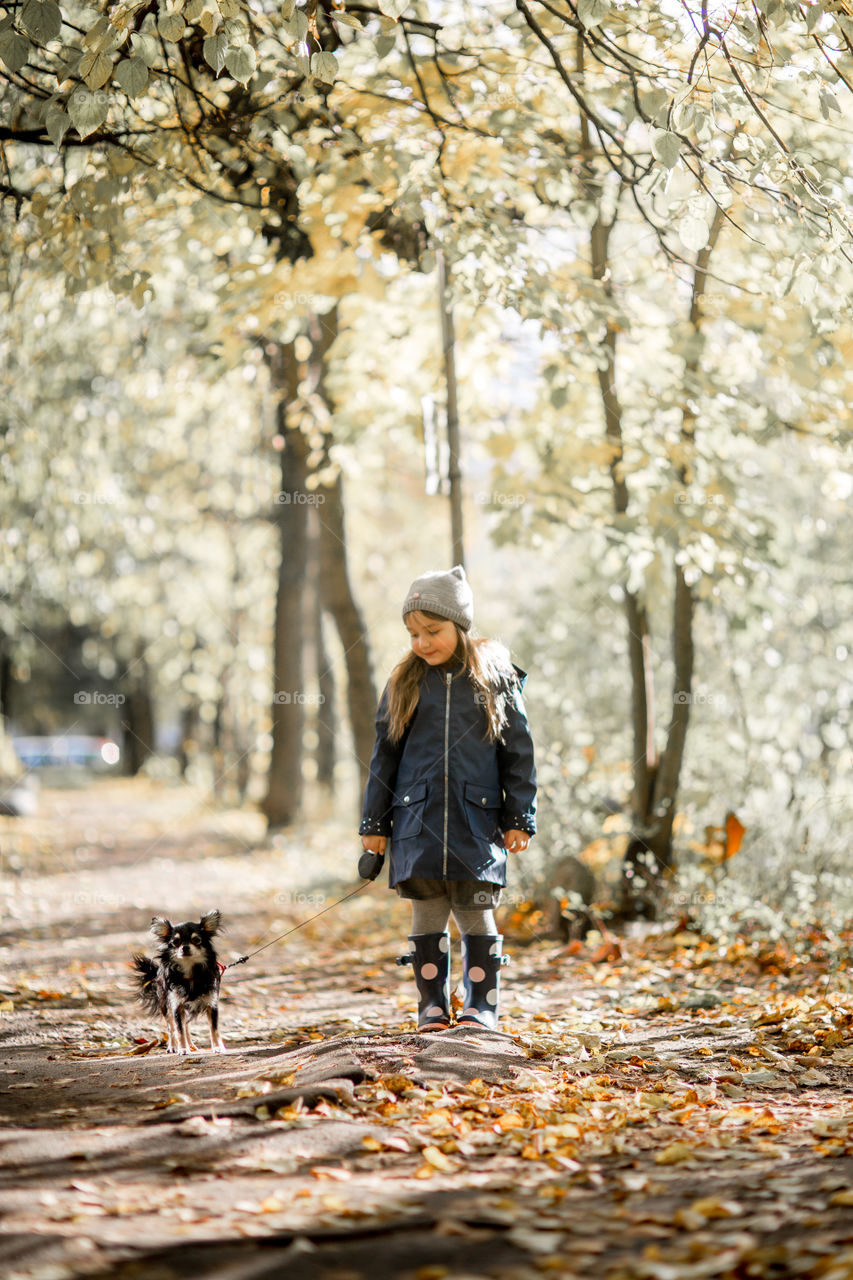 Little girl in waterproof boots walking with chihuahua dog 