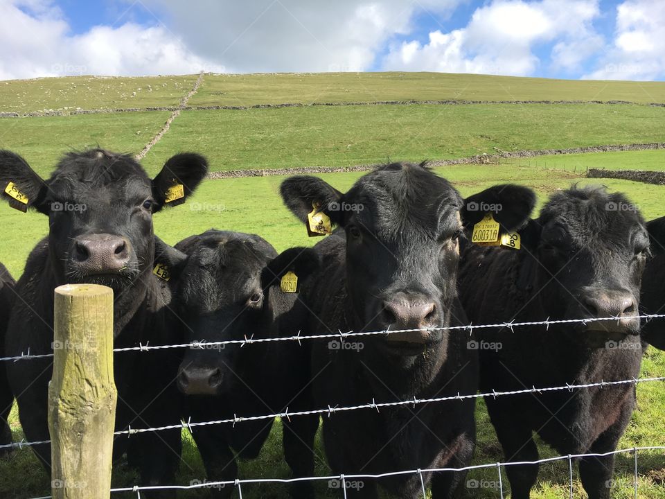 Peak District cows