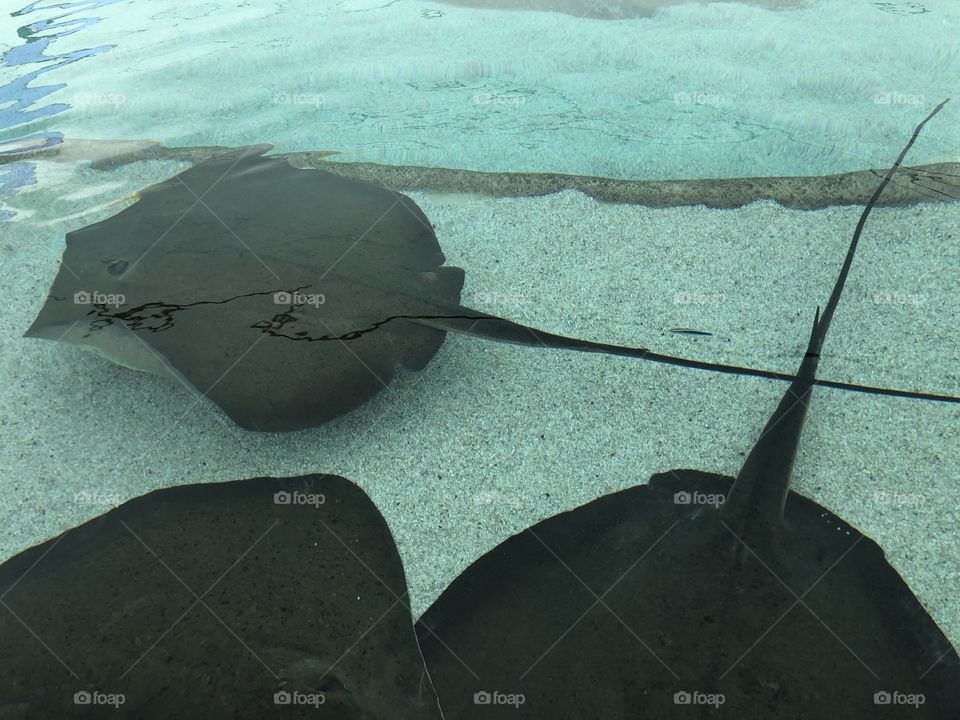 Stingrays
