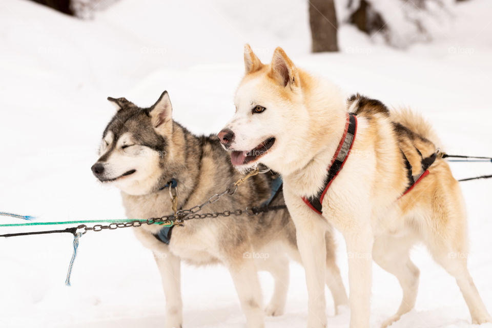 Two beautiful smiling sled dogs harnessed up, eagerly waiting for a winter run. 