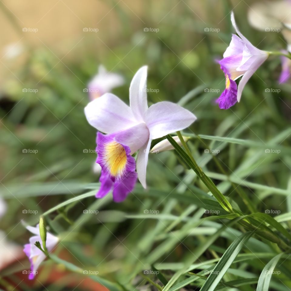 Wild orchids blooming in the garden