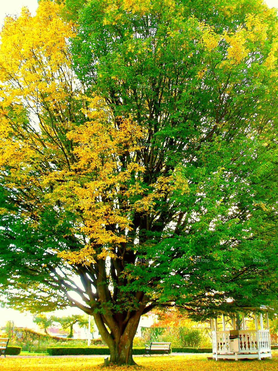 Big autumn tree
