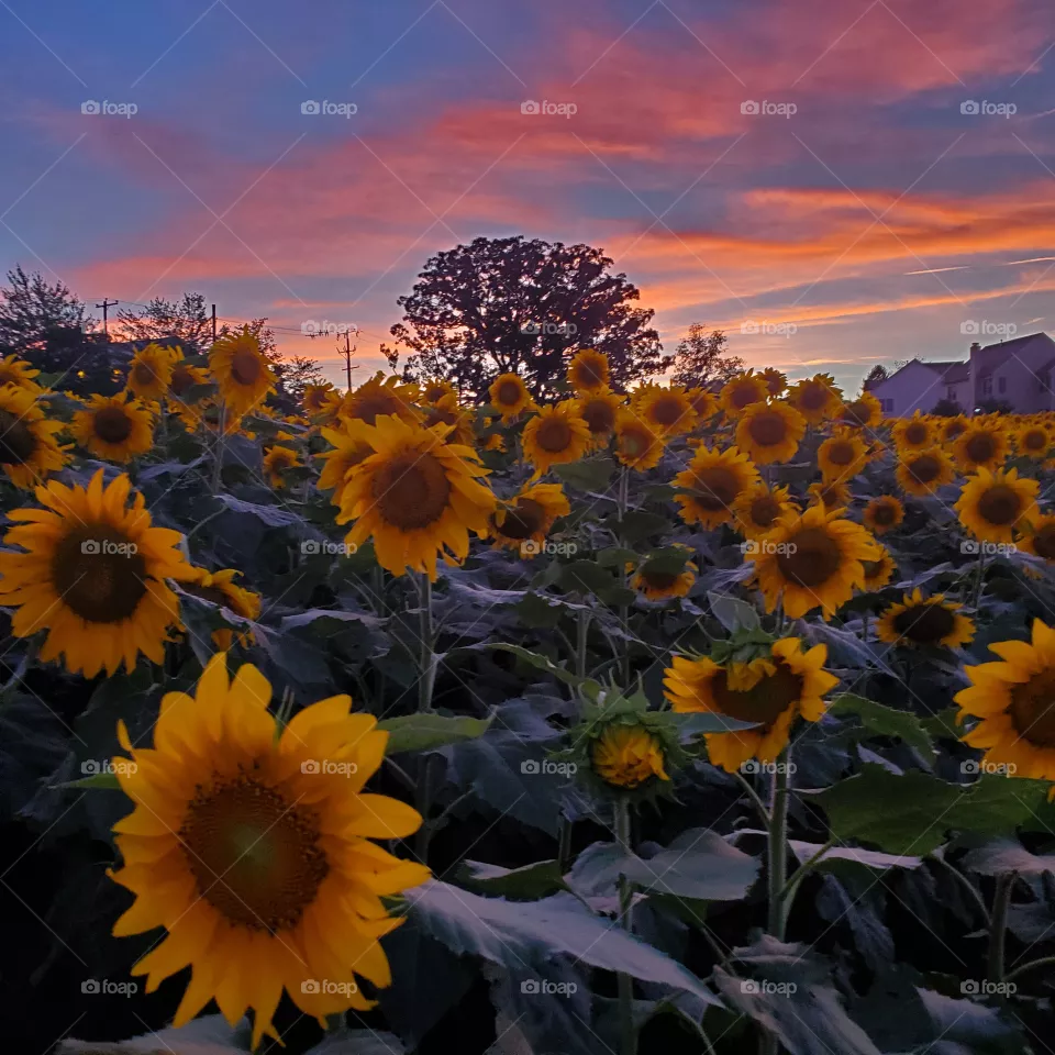beautiful sunset