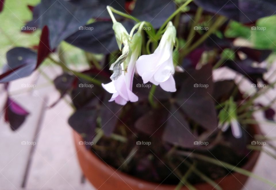 Purple buds about to flower on a purple clover plant in an orange clay pot on a porch closeup