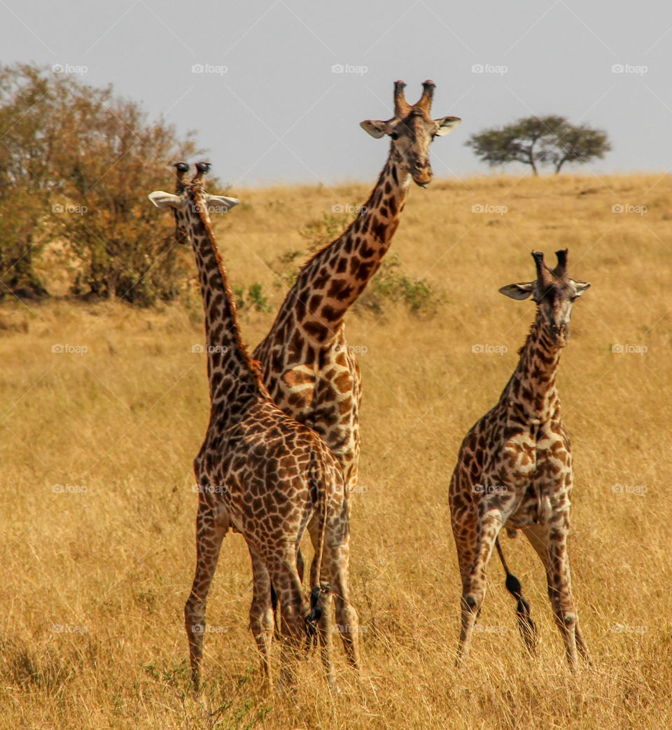 Giraffes 