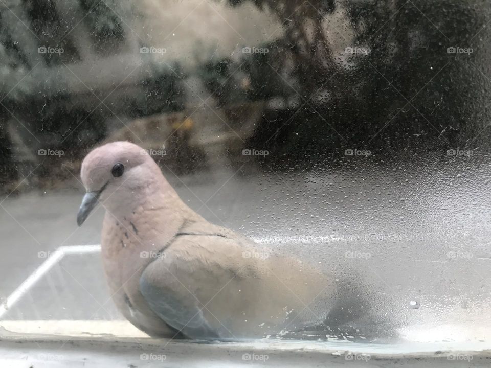 Does this laughing dove have a message for me?