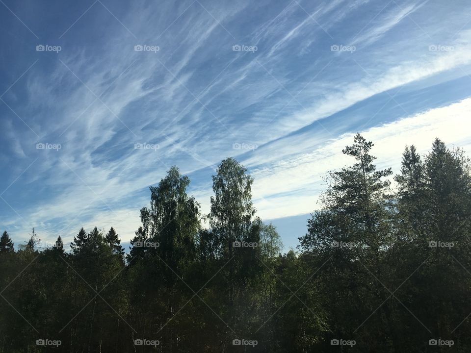 Fluffy clouds above sunset in the forest