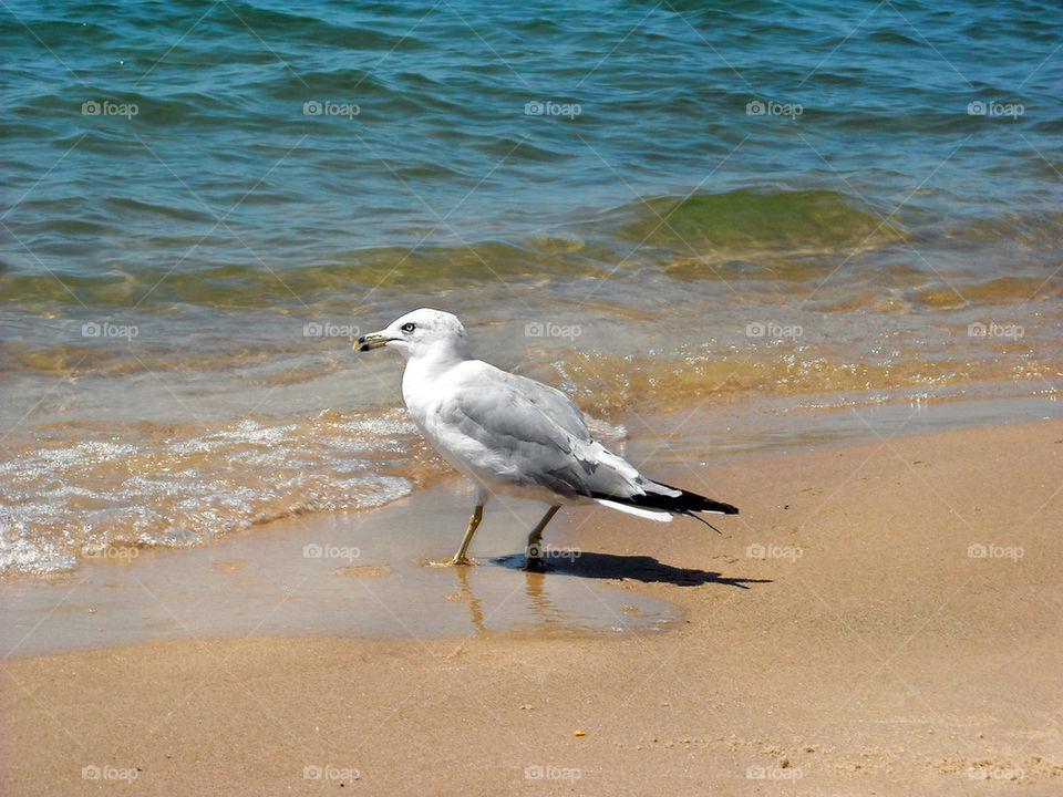 Seagull at the Beach
