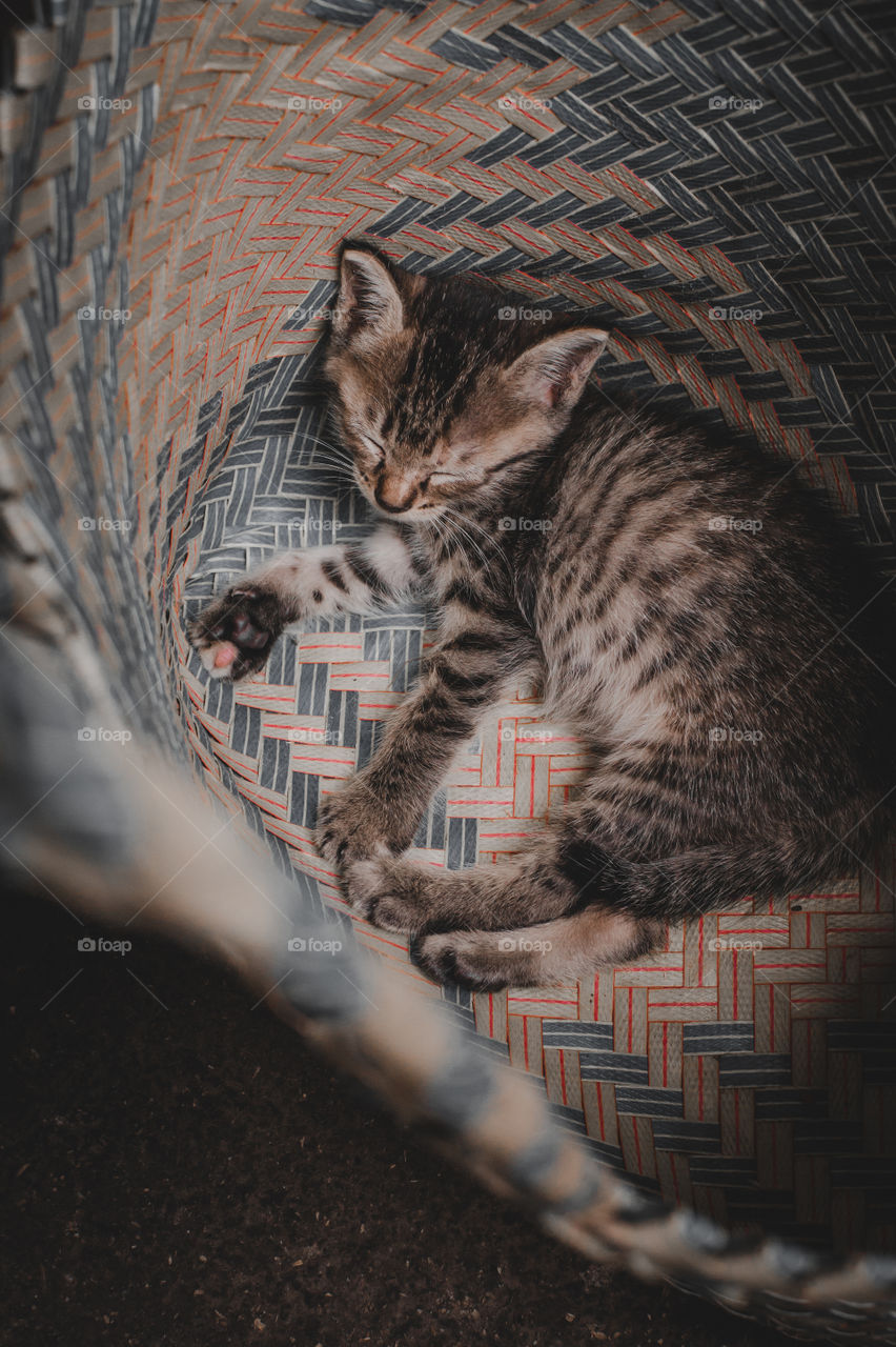 The little cat is sleeping in the basket